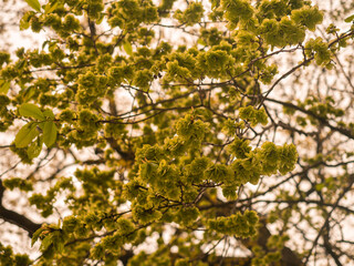Kleine Äste der Ulme (Ulmus glabra) an denen reifende Früchte hängen. Von unten nach oben...
