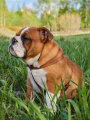 Fototapeta premium english bulldog walks in nature