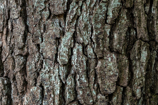 Detail of tree bark. Alder tree, Alnus glutinosa. Natural texture