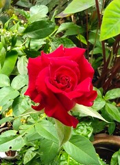 red rose in garden