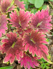 pink flowers in the garden