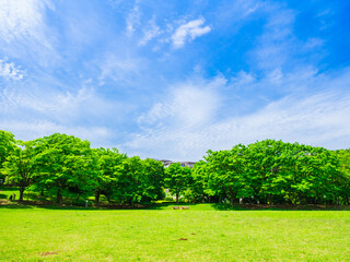 Obraz premium 青空と新緑の公園