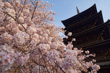 京都東寺の五重塔とソメイヨシノ
