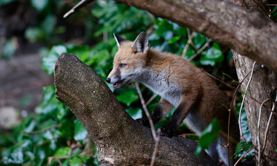 Naklejka na ściany i meble Urban fox cubs explore the garden near their den