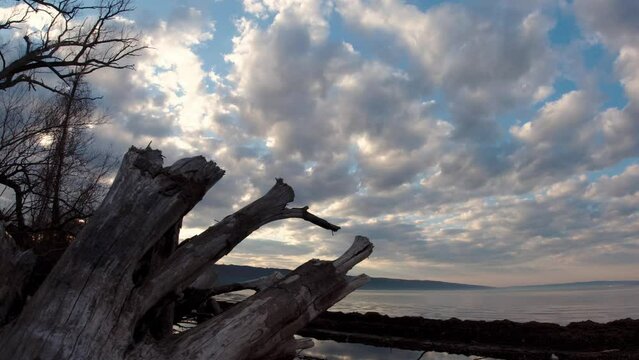 Timelapse of Clouds with Driftwood in Foreground 4K