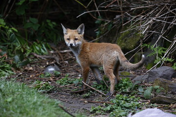 Urban fox cubs explore the garden near their den