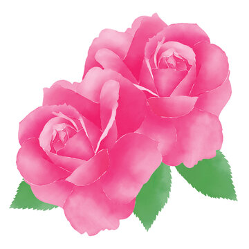 Pink watercolor roses illustration on white background