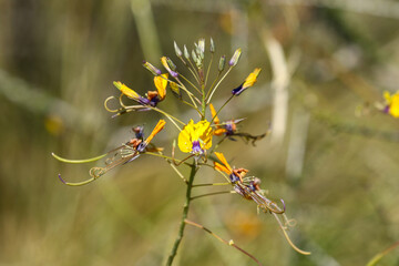 Golden Cleome (Cleome angustifolia) or Yellow Mouse Whiskers plant, Kgalagadi, South Africa