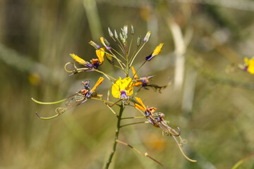 Golden Cleome (Cleome angustifolia) or Yellow Mouse Whiskers plant, Kgalagadi, South Africa