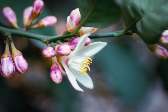 Macro photography of close up, pink and white citrus tree blossoms