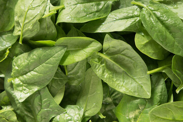 Green leafs fresh spinach (spinacia oleracea). - obrazy, fototapety, plakaty