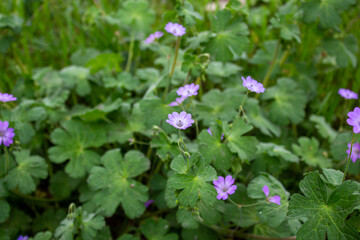 Cranesbill flowers in the garden. Flowers background photo.