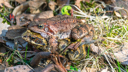 Frogs from the order of tailless amphibians. Frogs in the mating season in the spring after wintering. Reproduction of frogs.