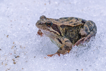 Frogs from the order of tailless amphibians. The frog sits in the snow in the spring after wintering. A frog on white snow.
