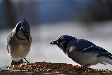Blue jays at the feeder, Sainte-Apolline, Québec, Canada