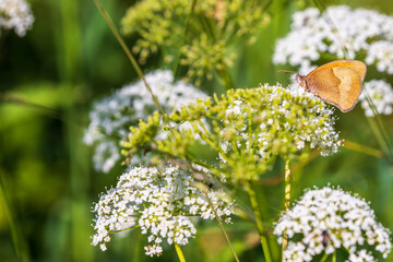 Meadow flowers with a Ringlet butterfly - Powered by Adobe