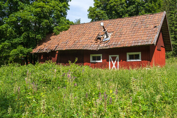 Fototapeta na wymiar Abandoned old red barn on a meadow with wildflowers