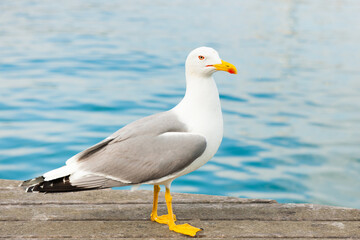 Seagull on a pier close to the water