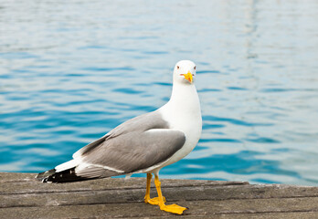 Seagull on a pier close to the water in sunny day