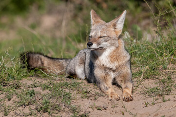 Pampas Grey fox , in Pampas grass environment, La Pampa province, Patagonia, Argentina.