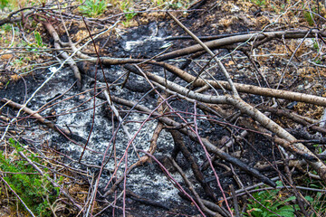 Burnt woods in nature. Forest fire.
