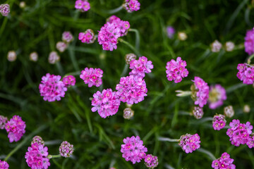 Beautiful blooming pink Armeria alpina flowers in the garden - 504933804