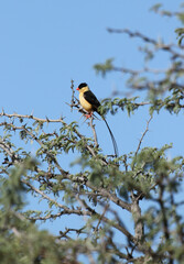 Male Shaft-tailed Whydah in breeding plumage, Kgalagadi, South Africa