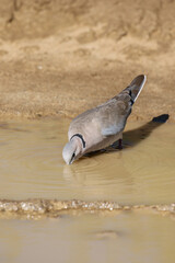 Cape Turtle Dove drinking water in the Kgalagadi, South Africa