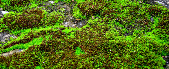 Green moss background, wallpaper concept, in a tropical forest.