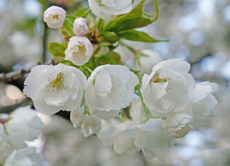 Branch of blooming white flowers of cherry plum tree in early spring. Amazing natural floral spring banner or greeting card, postcard, poster. Selective focus
