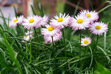Lots of daisies in the green grass. Daisy flowers with stems, side view on a green background © Anna Skliarenko