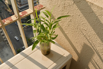 Planting vegetables in condominiums