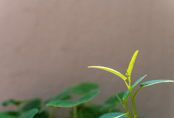 Planting vegetables in condominiums