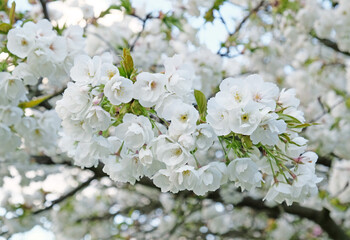 Branch of blooming white flowers of cherry plum tree in early spring. Amazing natural floral spring banner or greeting card, postcard, poster. Selective focus