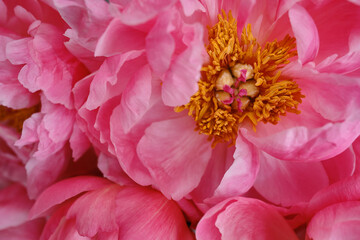 Bouquet of stylish peonies close-up. Pink peony flowers. Close-up of flower petals. Floral greeting...