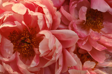 Bouquet of stylish peonies close-up. Pink peony flowers. Close-up of flower petals. Floral greeting card or wallpaper. Delicate abstract floral pastel background