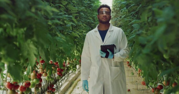 Cinematic shot of young brazilian agronomist or botany scientist is controlling with tablet biological tomatoes plantation and smiling in camera in ecologic greenhouse with hydroponic system.