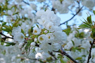 Branch of blooming white flowers of cherry plum tree in early spring. Amazing natural floral spring banner or greeting card, postcard, poster. Selective focus
