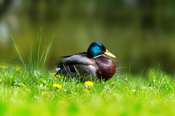 Beautiful colorful mallard or wild duck on a cloudy autumn day on a background of the environment Selective focus at shallow depth High quality photo
