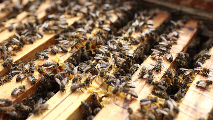 Farmer takes care of the hive with bees close up. The concept of healthy eating