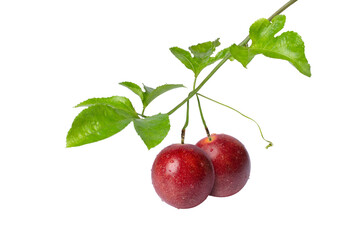 Red passion fruit with green leaves on tree branch isolated on white background.