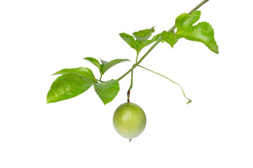 Passion fruit (Maracuya Passiflora) with leaves isolated on white background.  