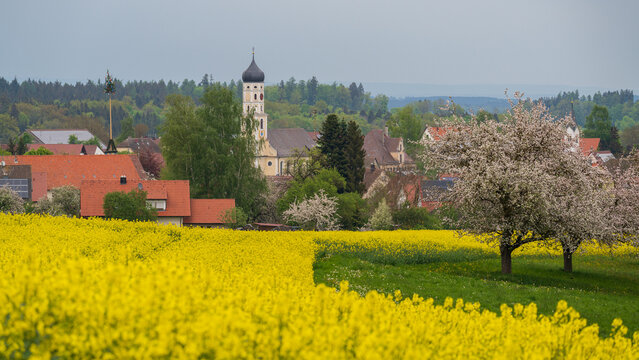 Small City Attenweiler near Biberach in Baden-W&uuml;rttemberg in spring with rapeseed field and spring blossom