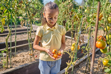 Girl touching admiring growing tomatoes in garden