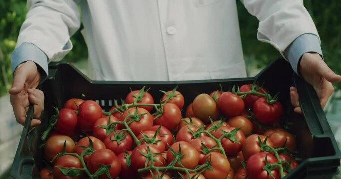 Cinematic close up of young agronomist in white coat is showing crate with raw biological tomatoes harvested on plantation cultivated in modern ecologic greenhouse with hydroponic system.