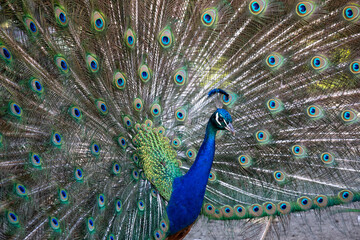 Obraz premium Peacock close-up spread his tail
