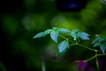 Fototapeta na wymiar close up of a plant green leaves