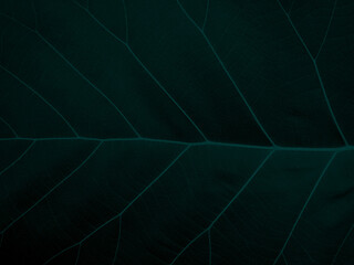 Dark green leaf texture with branched leaves for patterns and backgrounds concept, nature background , green wallpape.