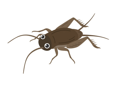 コオロギ Images Parcourir 936 Le Catalogue De Photos Vecteurs Et Videos Adobe Stock