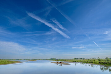 Fototapeta premium Cows cool off in a tributary of the river IJssel. - Koeien zoeken verkoeling in een zijarm van de rivier de IJssel. 
